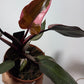 Philodendron Pink Princess - www.augi - plants.lv