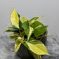 Philodendron Rio - www.augi - plants.lv