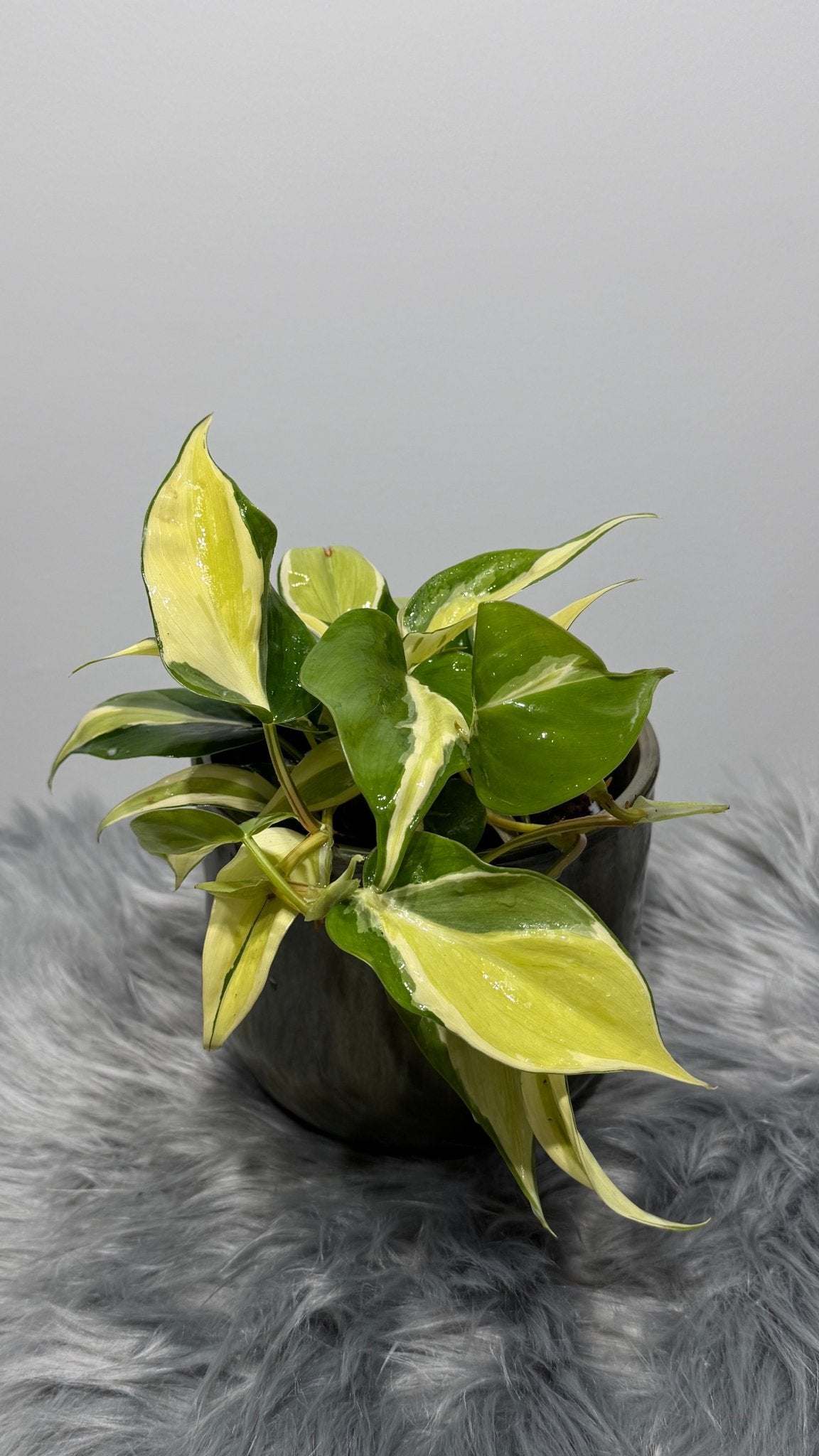 Philodendron Rio - www.augi - plants.lv