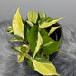 Philodendron Rio - www.augi - plants.lv