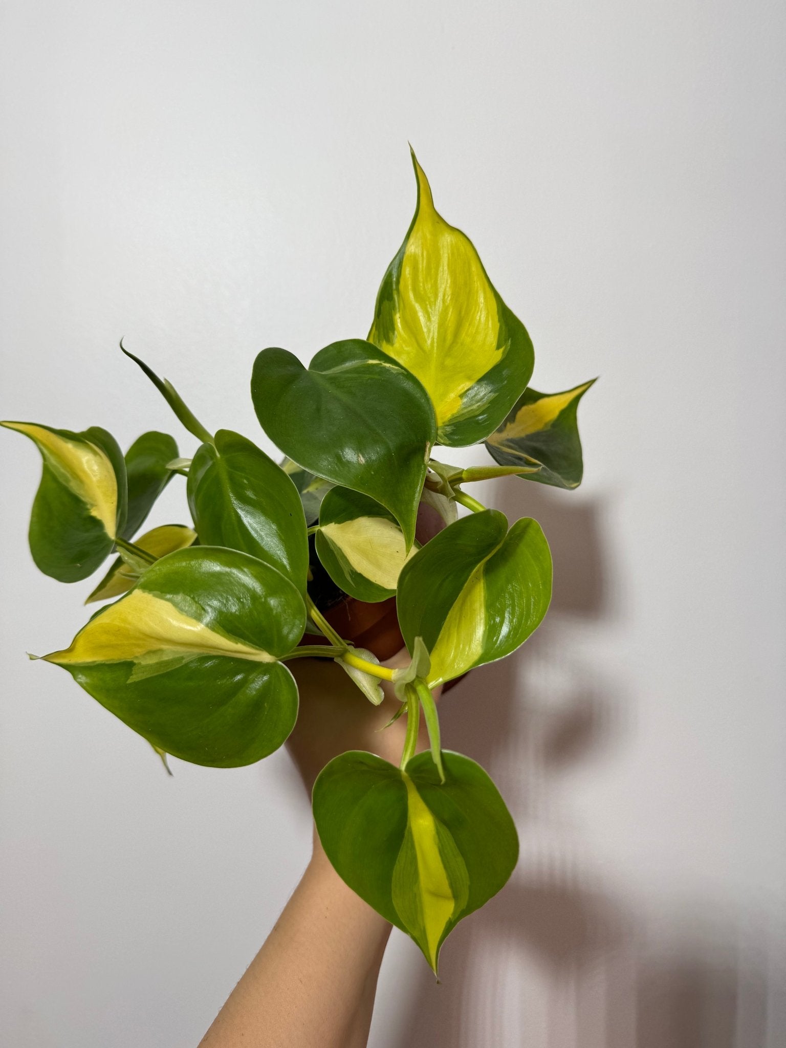 Philodendron Scandens Brasil - www.augi-plants.lv