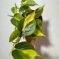 Philodendron Scandens Brasil - www.augi-plants.lv