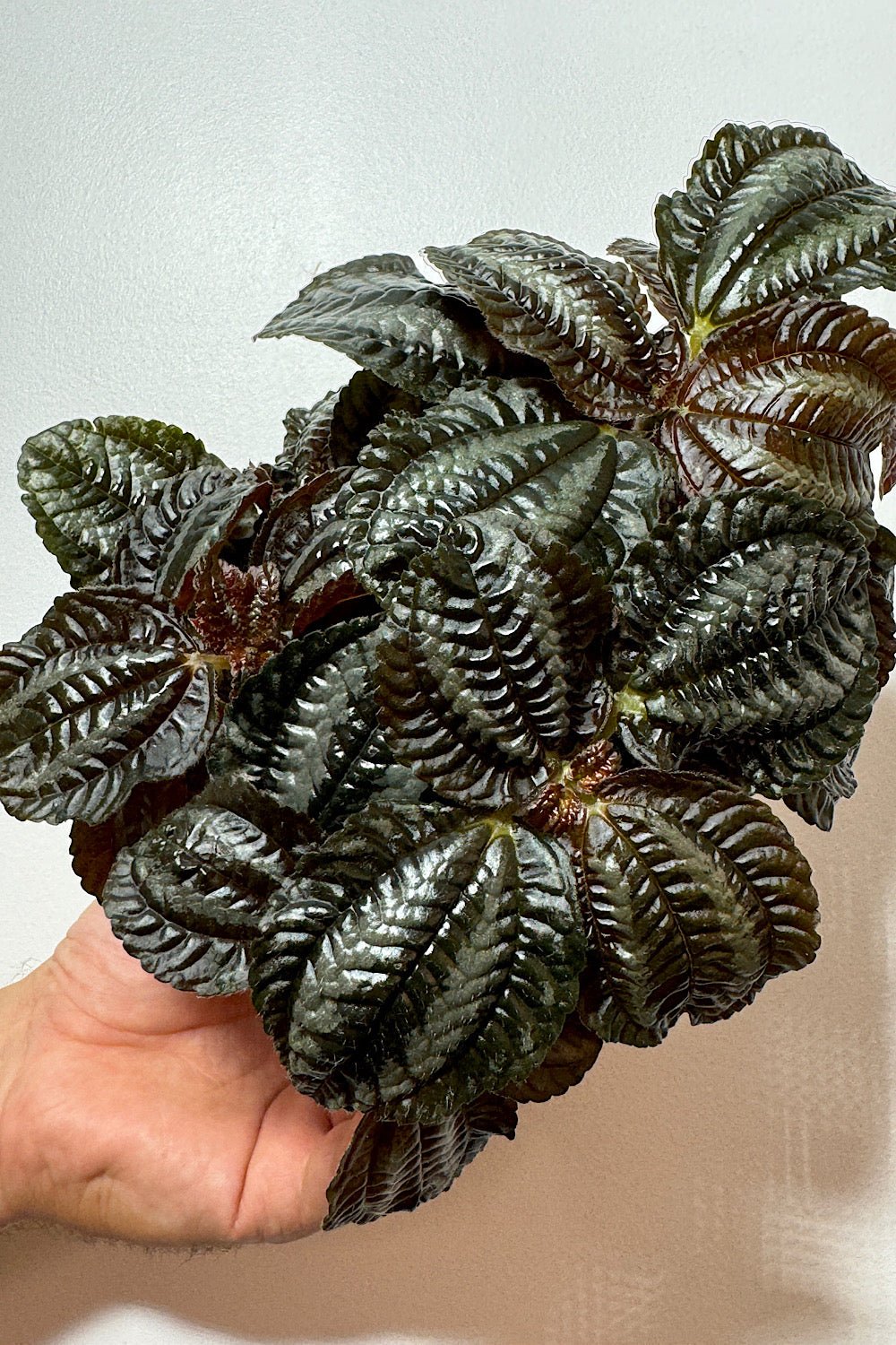 Pilea Norfolk - www.augi - plants.lv