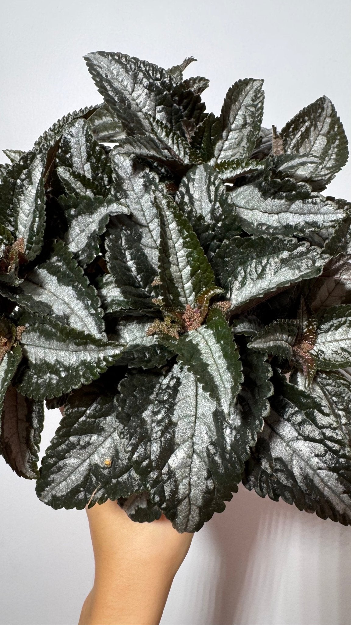 Pilea Silver Tree - www.augi - plants.lv