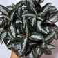 Pilea Silver Tree - www.augi - plants.lv