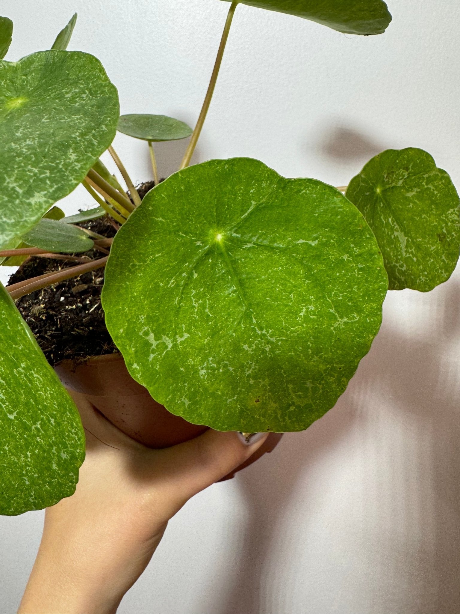 Pilea Sugar - www.augi - plants.lv