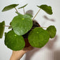 Pilea Sugar - www.augi - plants.lv