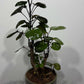 Polyscias Fabian - www.augi-plants.lv