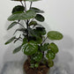 Polyscias Fabian - www.augi-plants.lv