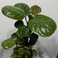 Polyscias Fabian - www.augi-plants.lv