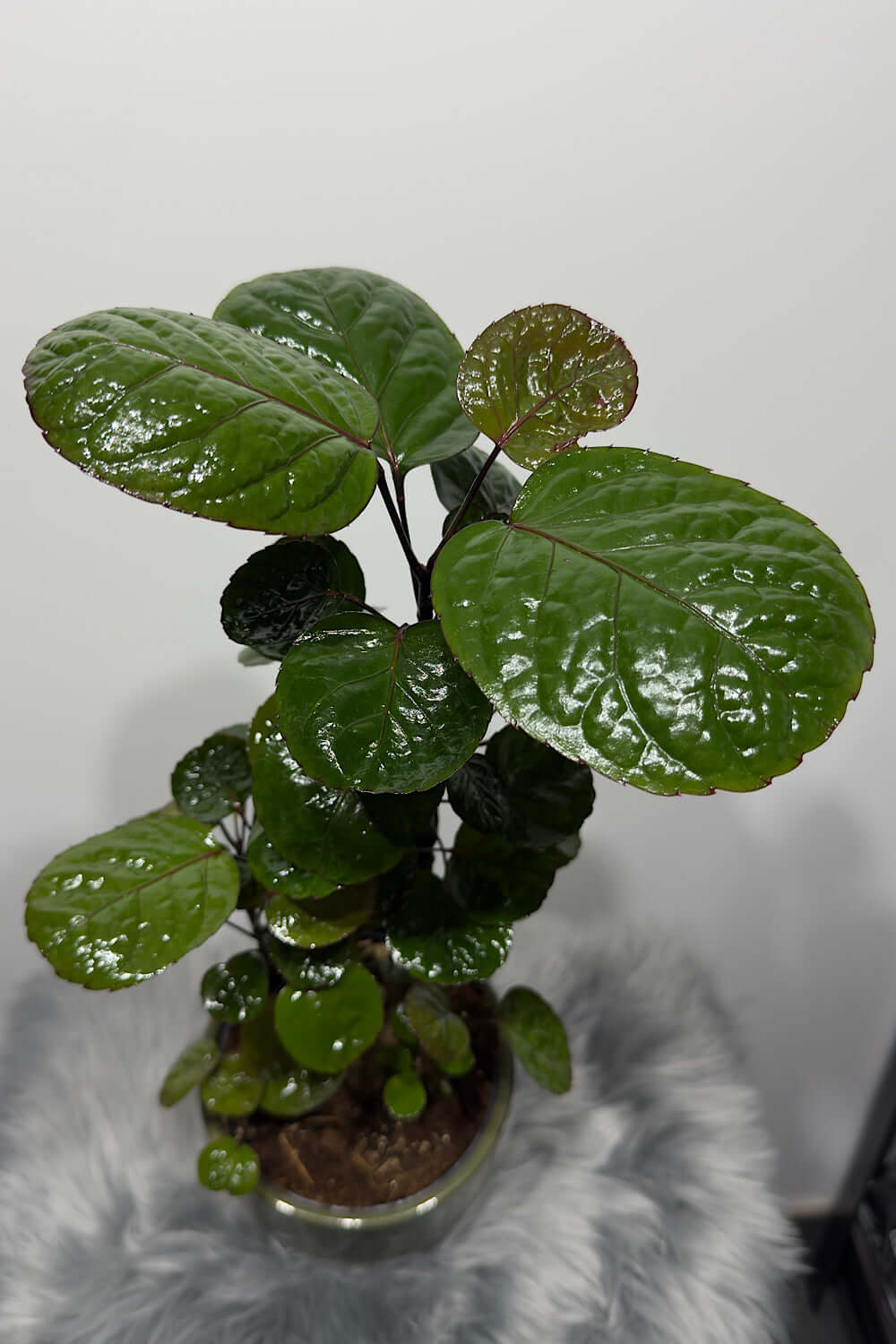 Polyscias Fabian - www.augi-plants.lv