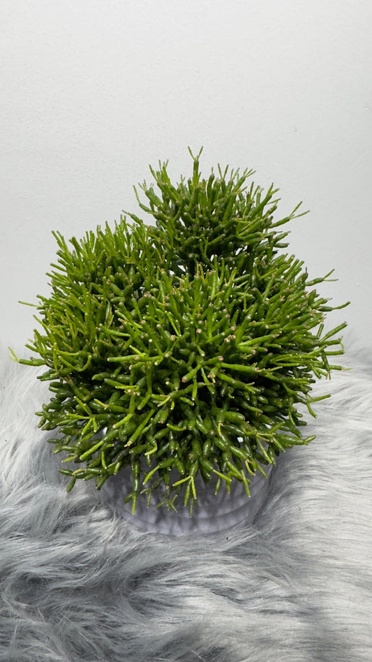 Rhipsalis 2 - www.augi-plants.lv
