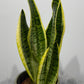 Sansevieria Futura Superba - www.augi-plants.lv