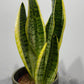 Sansevieria Futura Superba - www.augi-plants.lv