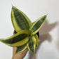 Sansevieria Golden Hahnii - www.augi-plants.lv