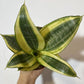 Sansevieria Golden Hahnii - www.augi-plants.lv