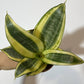 Sansevieria Golden Hahnii - www.augi-plants.lv