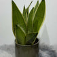 Sansevieria Snow White - www.augi-plants.lv