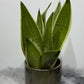 Sansevieria Snow White - www.augi-plants.lv