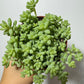 Sedum burrito - www.augi-plants.lv