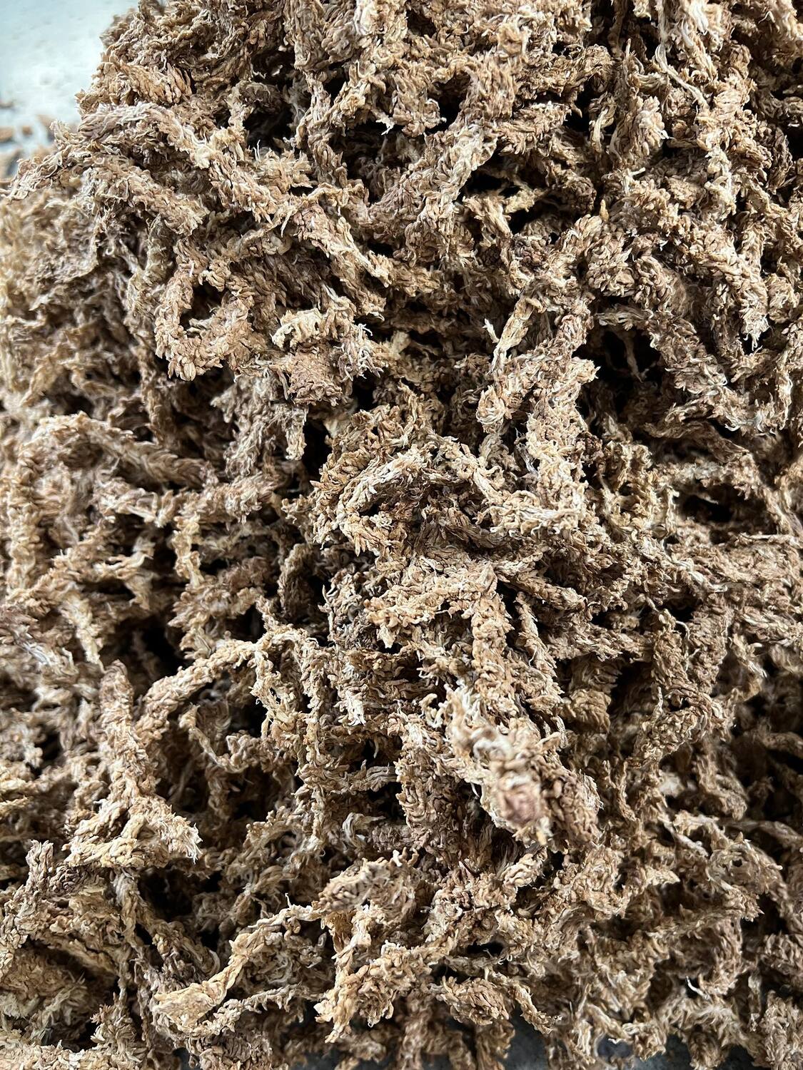 Sfagnu Sūnas - www.augi - plants.lv