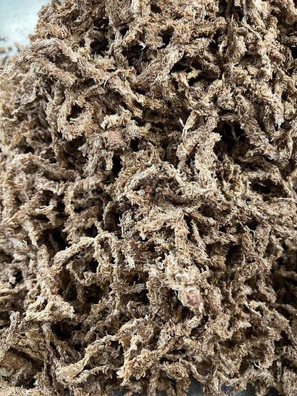 Sfagnu Sūnas - www.augi - plants.lv
