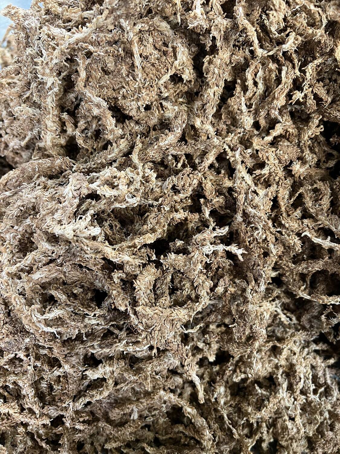 Sfagnu Sūnas - www.augi - plants.lv