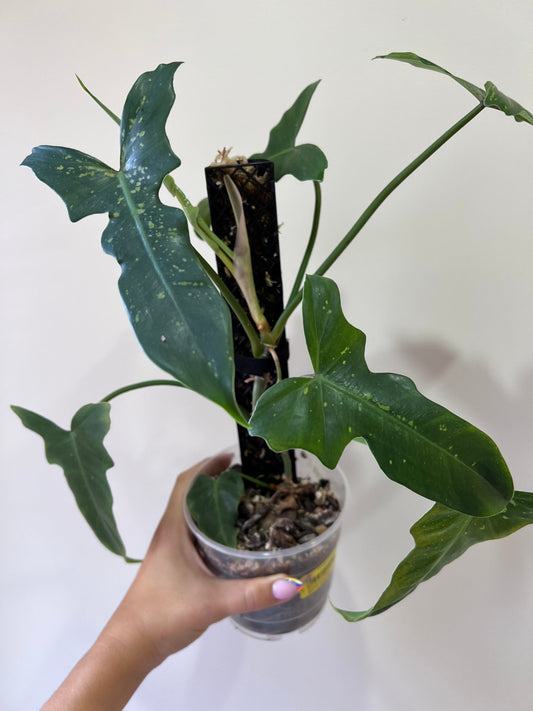 Sfagnu sūnu atbalstu stabi 3D - www.augi-plants.lv