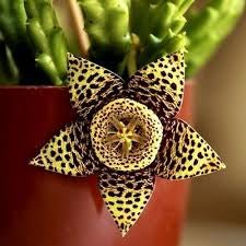 Stapelia Variegata - www.augi-plants.lv