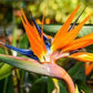 Strelitzia Reginae - www.augi-plants.lv