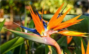 Strelitzia Reginae - www.augi-plants.lv