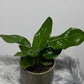 Strelitzia Reginae - www.augi-plants.lv