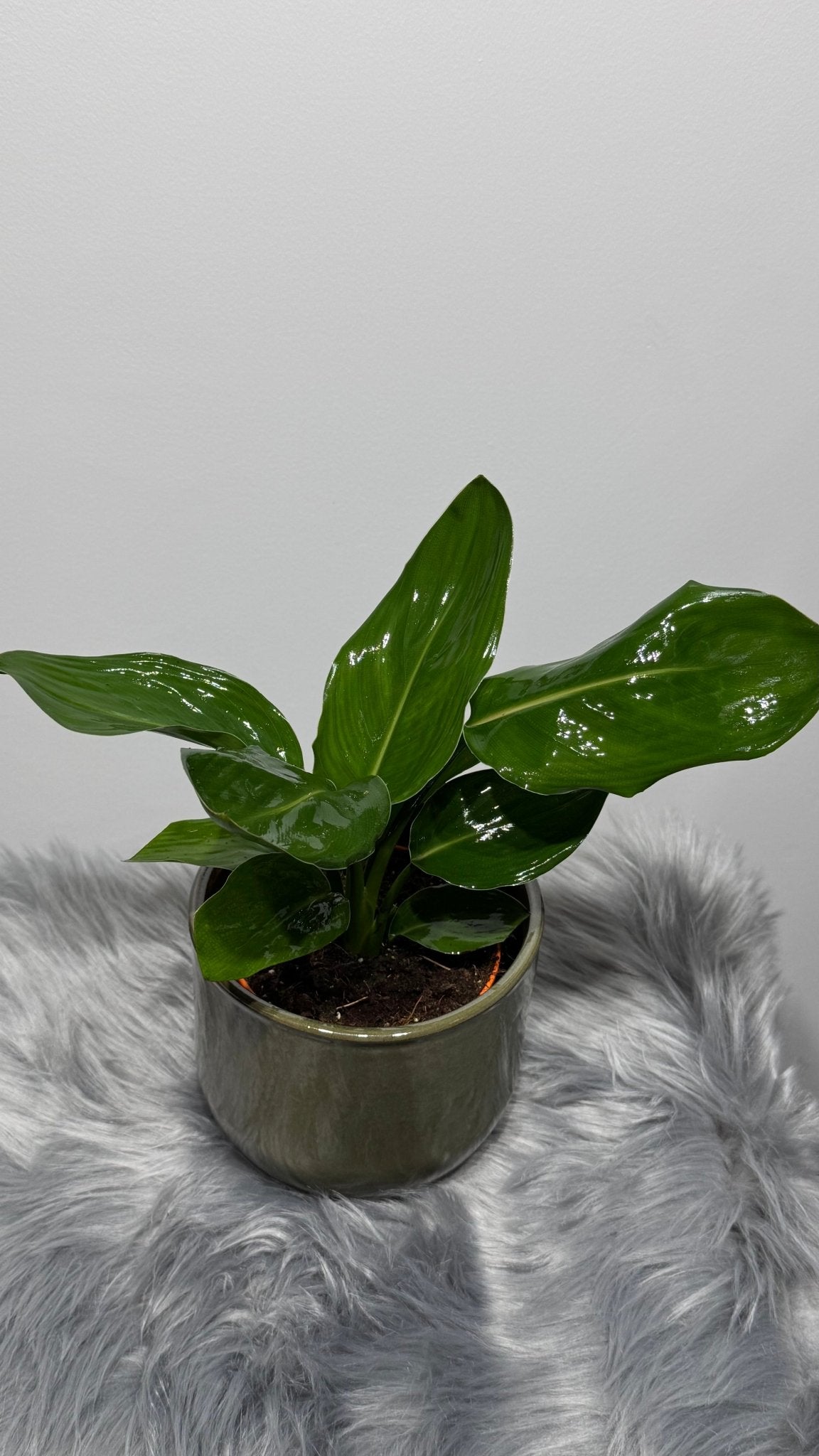 Strelitzia Reginae - www.augi-plants.lv