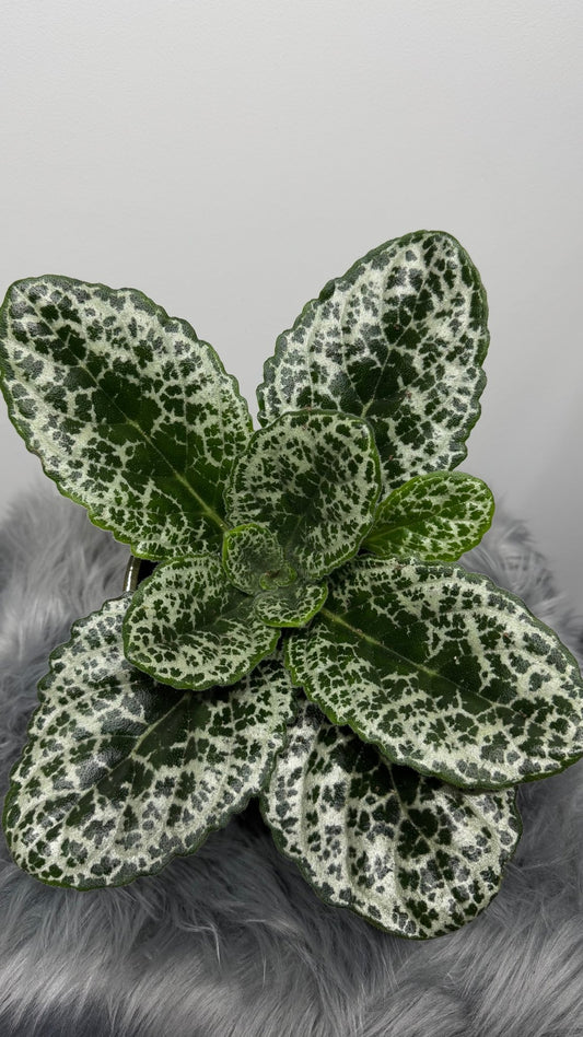 Streptocarpus Pretty Turtle - www.augi - plants.lv