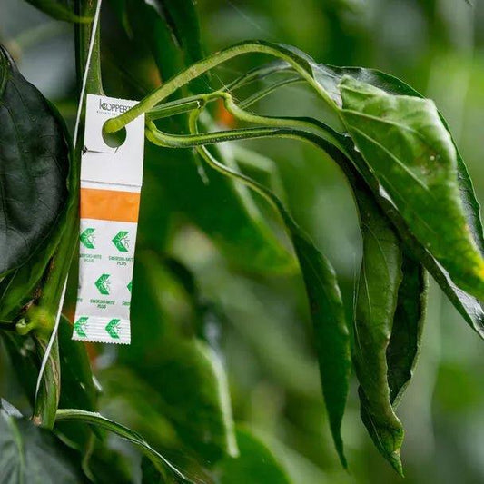 Plēsējērces - www.augi-plants.lv