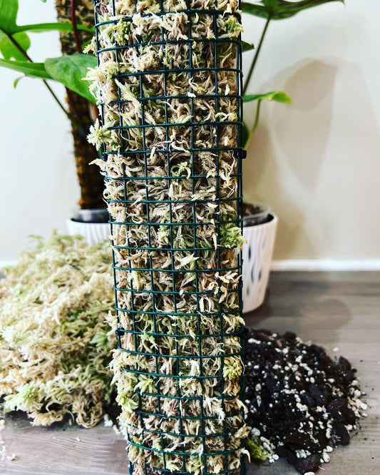 Sfagnu sūnu stabi - www.augi-plants.lv